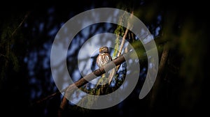 Glaucidium passerinum sits on a branch at night and looks at the prey, attractive owl portrait