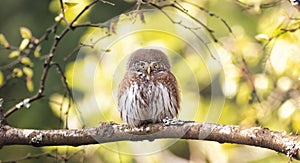 Glaucidium passerinum sits on a branch in the yellow autumn spring color of the leaves photo