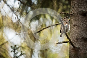 Glaucidium passerinum. It is the smallest owl in Europe. It occurs mainly in northern Europe.