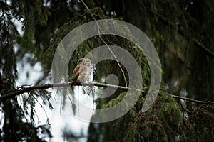 Glaucidium passerinum. It is the smallest owl in Europe. It occurs mainly in northern Europe.