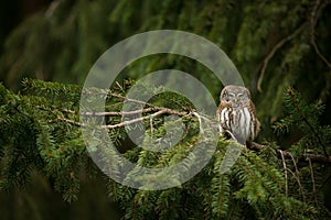 Glaucidium passerinum. It is the smallest owl in Europe. It occurs mainly in northern Europe.