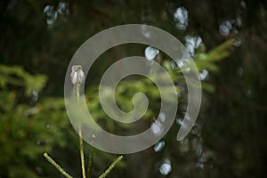 Glaucidium passerinum. It is the smallest owl in Europe. It occurs mainly in northern Europe.