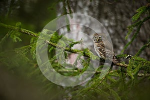 Glaucidium passerinum. It is the smallest owl in Europe. It occurs mainly in northern Europe.