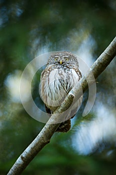 Glaucidium passerinum. It is the smallest owl in Europe. It occurs mainly in northern Europe.