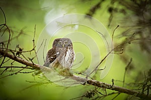 Glaucidium passerinum. It is the smallest owl in Europe. It occurs mainly in northern Europe.