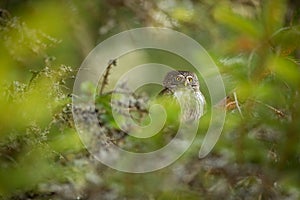 Glaucidium passerinum. It is the smallest owl in Europe. It occurs mainly in northern Europe.