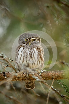 Glaucidium passerinum. It is the smallest owl in Europe. It occurs mainly in northern Europe.