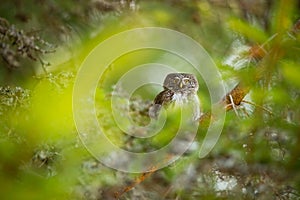 Glaucidium passerinum. It is the smallest owl in Europe. It occurs mainly in northern Europe.