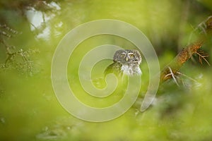 Glaucidium passerinum. It is the smallest owl in Europe. It occurs mainly in northern Europe.