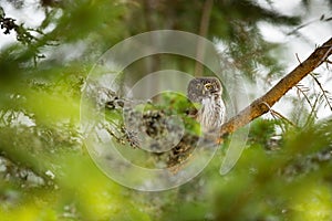 Glaucidium passerinum. It is the smallest owl in Europe. It occurs mainly in northern Europe.