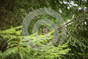 Glaucidium passerinum. It is the smallest owl in Europe. It occurs mainly in northern Europe.