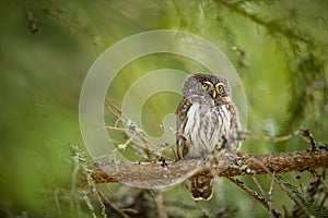 Glaucidium passerinum. It is the smallest owl in Europe. It occurs mainly in northern Europe.