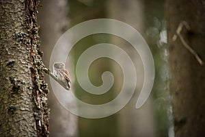 Glaucidium passerinum. It is the smallest owl in Europe. It occurs mainly in northern Europe.