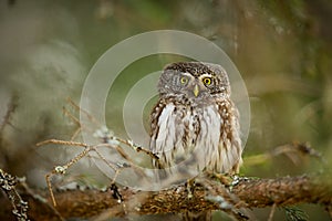 Glaucidium passerinum. It is the smallest owl in Europe. It occurs mainly in northern Europe.