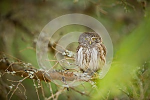 Glaucidium passerinum. It is the smallest owl in Europe. It occurs mainly in northern Europe.