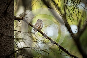Glaucidium passerinum. It is the smallest owl in Europe. It occurs mainly in northern Europe. photo