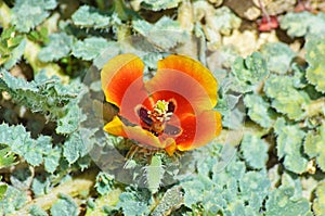 Glaucium elegans , Annual Horned poppy flower , flora Iran