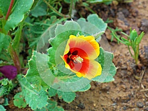 Glaucium elegans , Annual Horned poppy flower , flora Iran