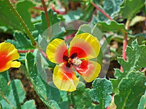 Glaucium elegans , Annual Horned poppy flower , flora Iran