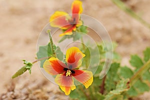 Glaucium elegans flower , flora of Iran
