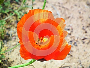 Glaucium grandiflorum , Grand-Flowered Horned Poppy flower
