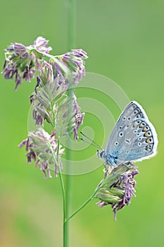 Glaucopsyche alexis blue butterfly  Lycaenidae photo