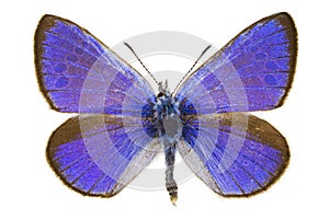 Glaucopsyche alexis (Green-underside Blue)