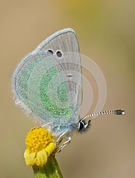 Glaucopsyche alexis , the green-underside blue butterfly