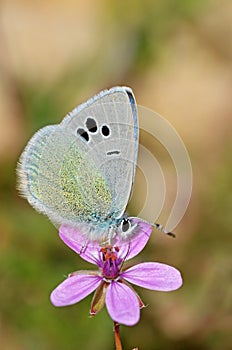 Glaucopsyche safidensis butterfly on pink flower