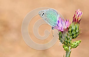 Glaucopsyche seminigra butterfly on flower