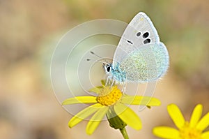 Glaucopsyche seminigra butterfly on yellow flower , butterflies of Iran