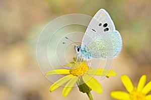 Glaucopsyche seminigra butterfly on yellow flower , butterflies of Iran photo