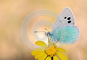 Glaucopsyche seminigra butterfly on yellow flower , butterflies of Iran