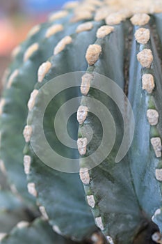 Glaucous barrel cactus