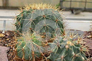 Glaucous barrel cactus or Ferocactus Glaucescens plant in Saint Gallen in Switzerland