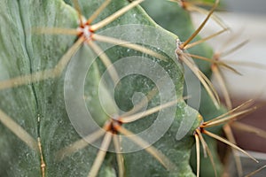 Glaucous barrel cactus or Ferocactus Glaucescens plant in Saint Gallen in Switzerland