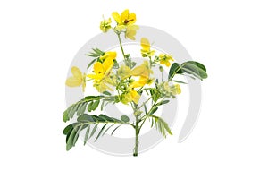 Glaucous Cassia flower photo