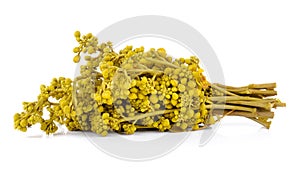 Glaucous Cassia flower on white background