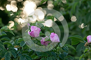 Glaucous dog rose, Rosa dumalis