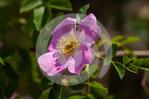 Glaucous dog rose, Rosa dumalis