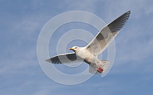 Glaucous Gull