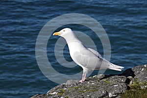 Glaucous Gull