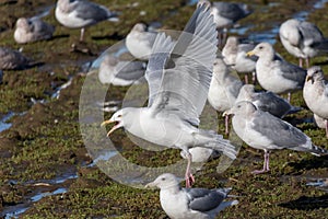 Glaucous Gull  bird