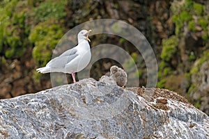 Glaucous Gull With Chicks in Its Nest