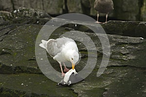 Glaucous gull eating a dead guiilemot