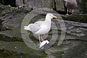 Glaucous gull eating a dead guiilemot