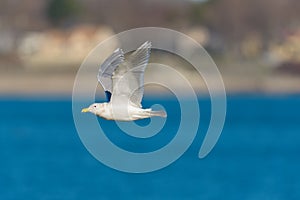 Glaucous Gull in fly