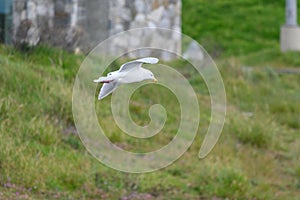 Glaucous Gull in fly