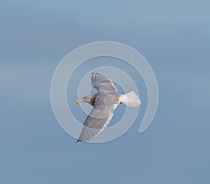 Glaucous Gull in fly