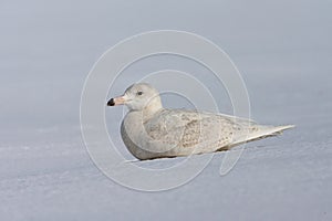Glaucous Gull, Grote Burgemeester, Larus hyperboreus photo